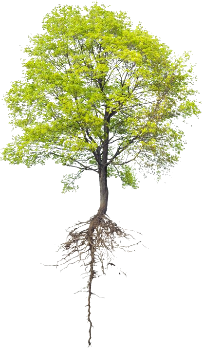 Beautiful image of an Alders tree