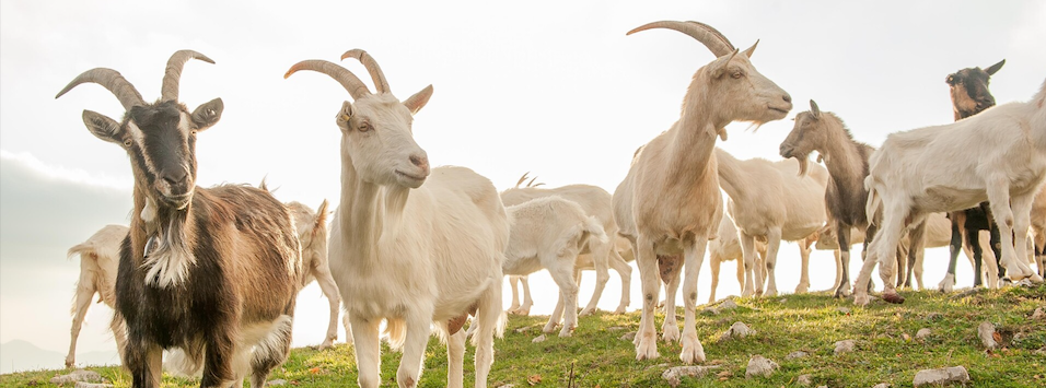 Goatrace Goats in a field